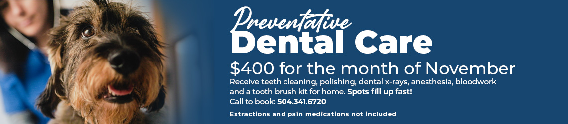 $400 Preventative Dental Care in November